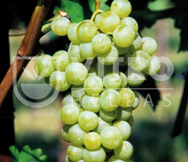 Malvasia Aromatica - Διεθνείς Οινοποιήσιμες