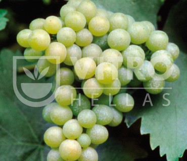 Moscato Bianco - 