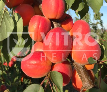 Nelson® - Apricots