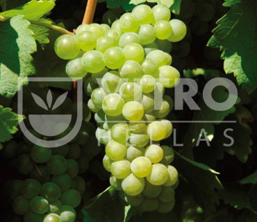 Sauvignon - Διεθνείς Οινοποιήσιμες