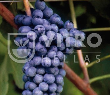 Syrah - 