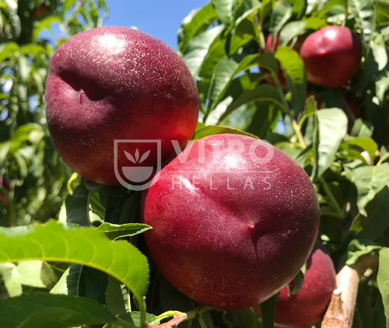 Atanais® - Nectarines