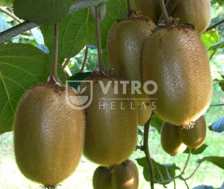 Boerica® - Kiwi Plants