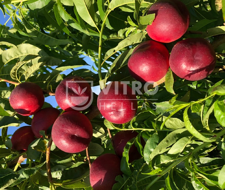 Caracas® - Nectarines