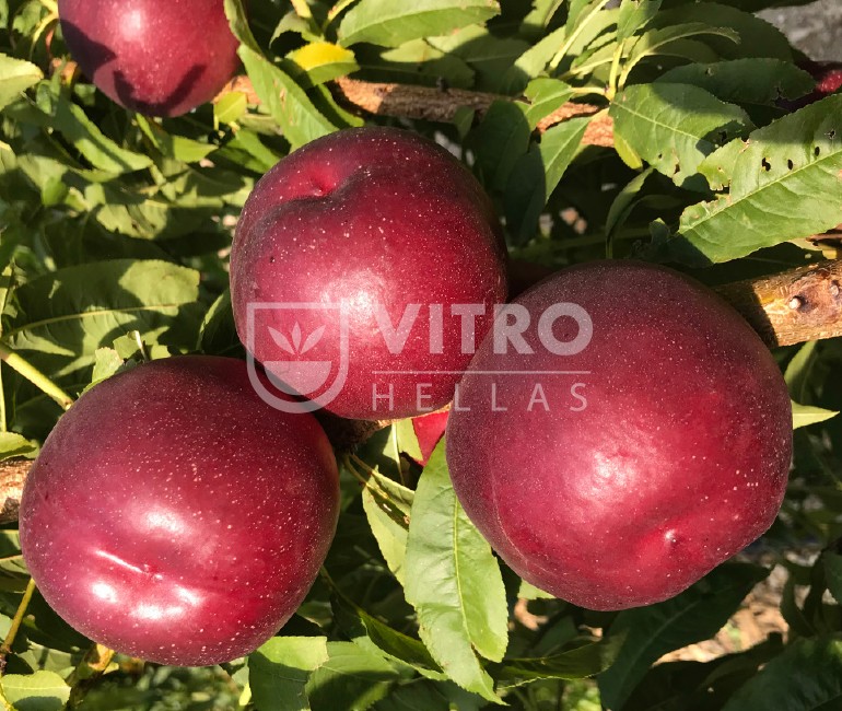 Clariss® - Nectarines