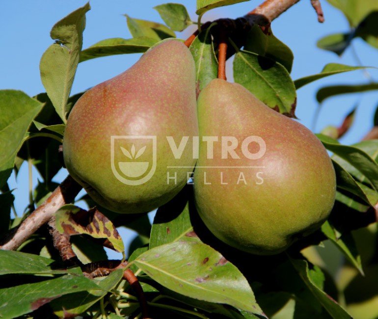 Early Giulia® - Pears