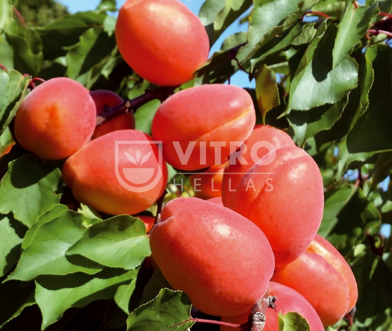 Farbaly® - Βερικοκιές