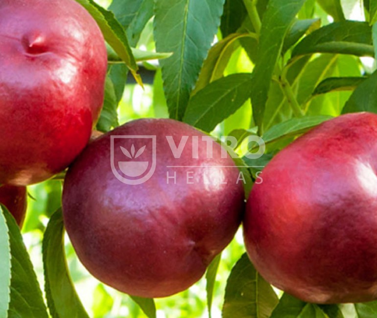 Honey Top® - Nectarines