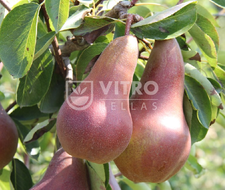 Lucy Red® - Pears