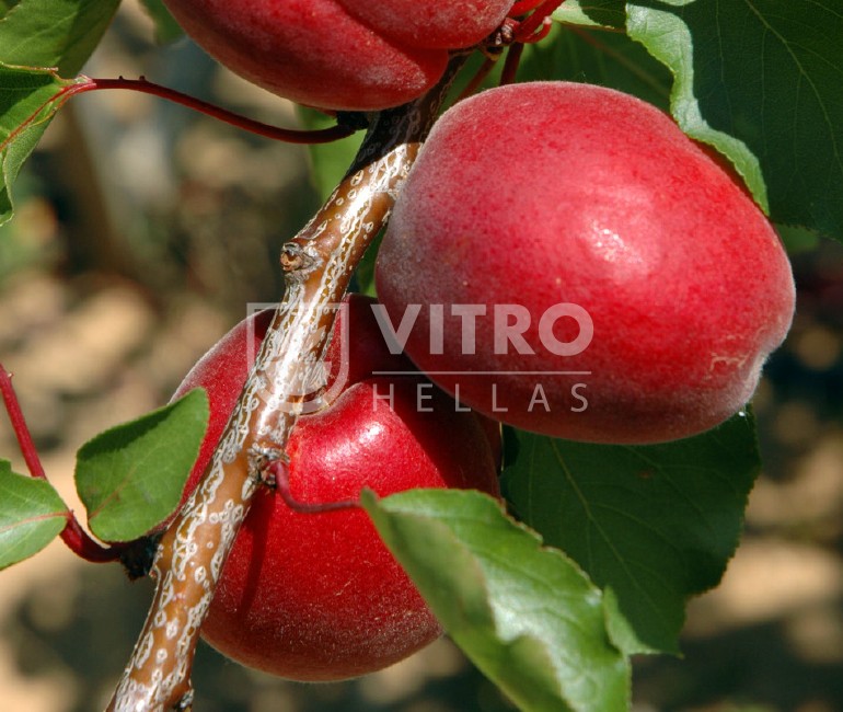 Rubista®  - Apricots