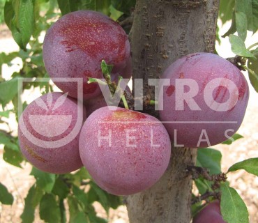 Pallatina® - Plums