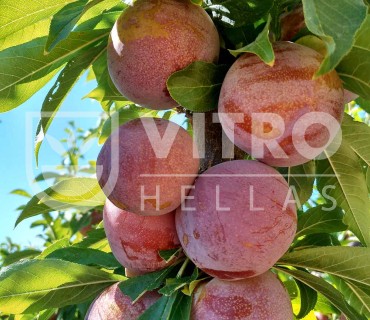 Pallatina® - Plums