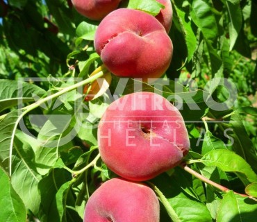 Sauzee 665® - Peaches