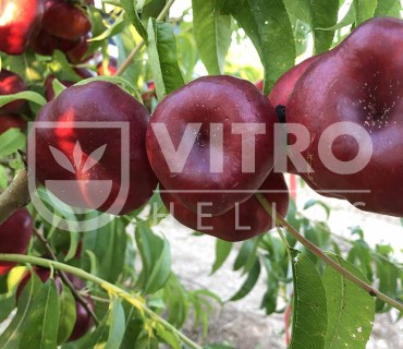 Tintosa® - Nectarines