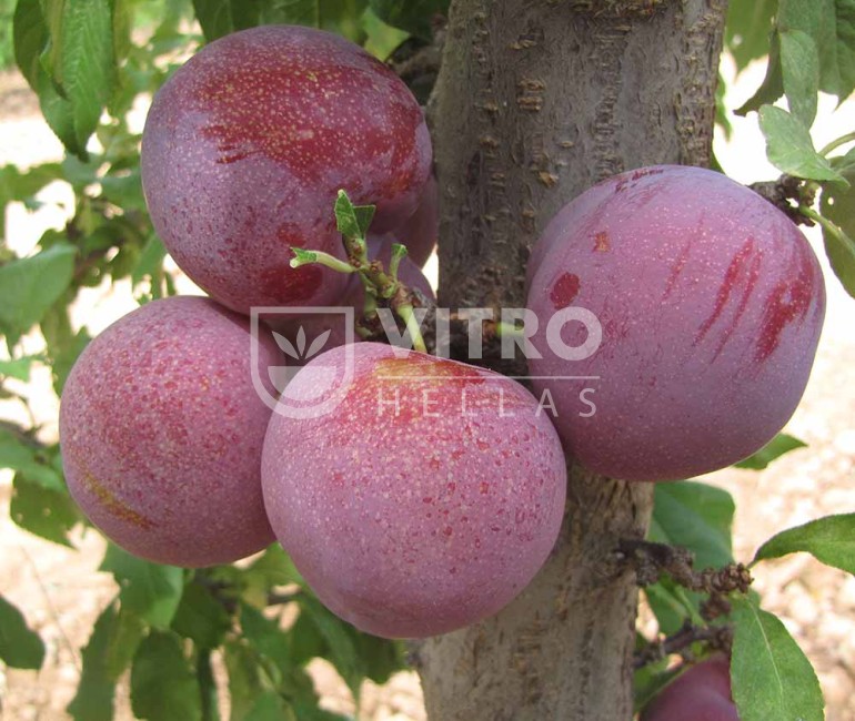 Pallatina® - Plums